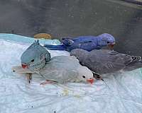 black-parrot-for-sale