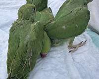 green-parrot-for-sale