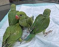 grey-parrot-for-sale
