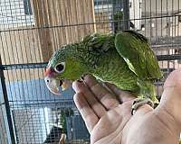 lilac-white-bird-for-sale