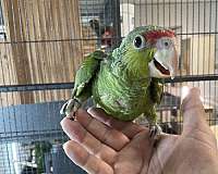 amazon-parrot-for-sale