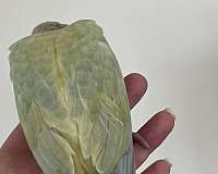 handfed-bird-for-sale-in-mountain-iron-mn