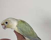 cute-bird-for-sale-in-mountain-iron-mn