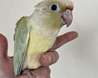 pet-bird-for-sale-in-mountain-iron-mn