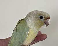 playful-bird-for-sale-in-mountain-iron-mn