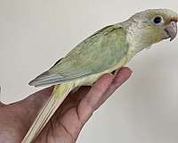 quiet-bird-for-sale-in-mountain-iron-mn
