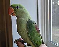 pet-bird-for-sale-in-eau-claire-wi