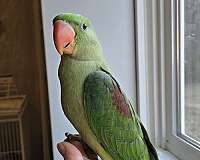 alexadrine-parakeet-for-sale