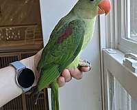 alexadrine-parakeet-for-sale-in-eau-claire-wi