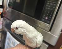 baby-bird