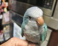 baby-quaker-parrots-for-sale