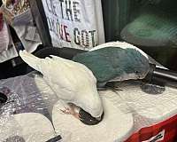 albino-blue-bird-for-sale