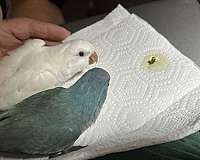 quaker-parrots-for-sale-in-cypress-tx