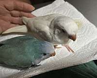 quaker-parrots-for-sale