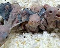 albino-blue-bird-for-sale-in-longwood-fl