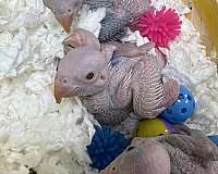 ringneck-parakeet-for-sale