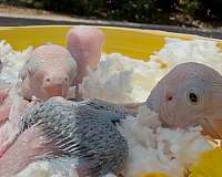 ringneck-parakeet-for-sale-in-longwood-fl