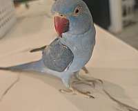 blue-purple-bird-for-sale-in-arizona