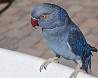 blue-purple-house-trained-bird-for-sale