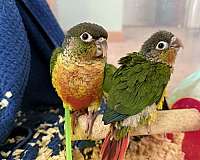 green-cheek-conure-for-sale-in-pasadena-md