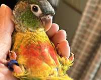 baby-bird-for-sale-in-pasadena-md