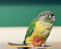 conure-for-sale-in-pasadena-md