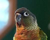 green-bird-for-sale-in-pasadena-md