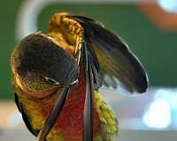 pineapple-bird-for-sale-in-pasadena-md