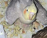 baby-bird-for-sale-in-hixson-tn