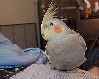 cinnamon-pied-bird-for-sale-in-hixson-tn