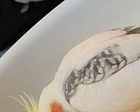 cockatiel-for-sale