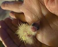 cockatiel-for-sale-in-hixson-tn