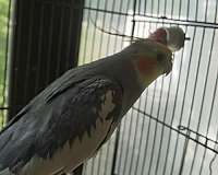 grey-bird-for-sale-in-piscataway-nj