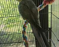 medium-bird-for-sale-in-piscataway-nj