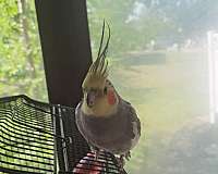 handfed-bird-for-sale-in-piscataway-nj