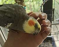 playful-bird-for-sale-in-piscataway-nj
