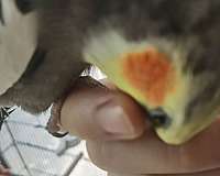 singing-bird-for-sale-in-piscataway-nj