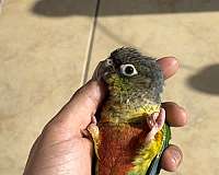 bird-for-sale-in-california