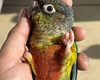 green-cheek-conure-for-sale-in-california