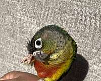 baby-bird