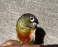 baby-green-cheek-conure-for-sale