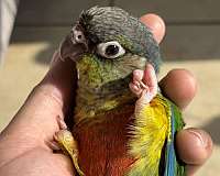 green-cheek-conure-for-sale