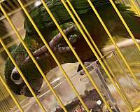 conure-for-sale-in-lehigh-acres-fl