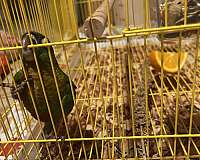 bird-for-sale-in-lehigh-acres-fl