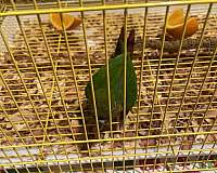 crimson-bird-for-sale-in-lehigh-acres-fl