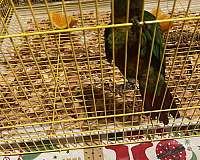 baby-bird-for-sale-in-lehigh-acres-fl
