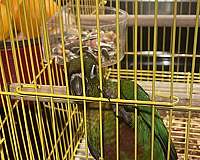 conure-for-sale