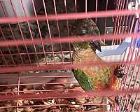 cinnamon-bird-for-sale-in-lehigh-acres-fl