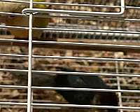 conure-for-sale
