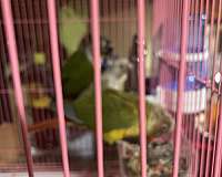 baby-conure-for-sale